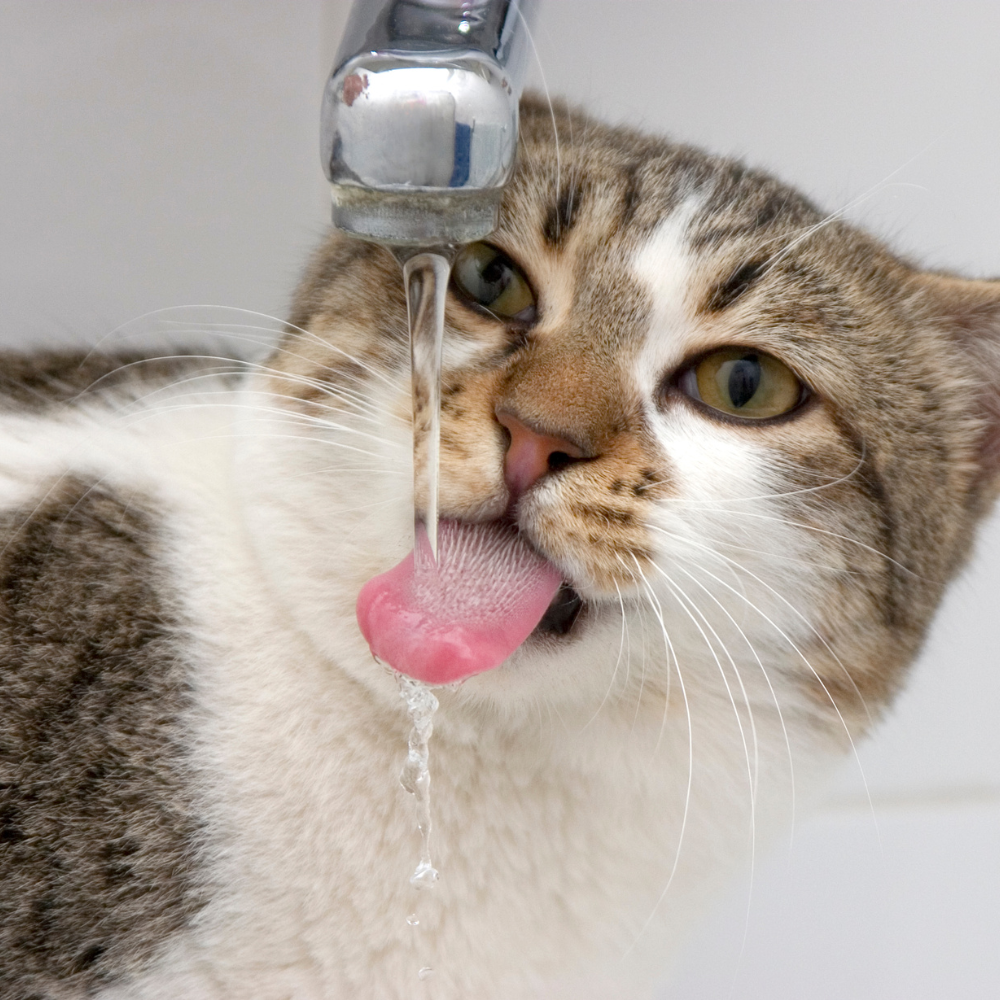 5 Mythen über Katzen und ihr Trinkverhalten