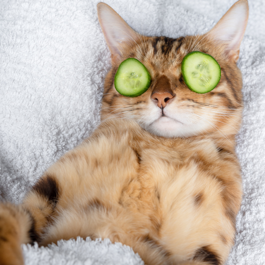 Die geheimnisvolle Psyche der Katze