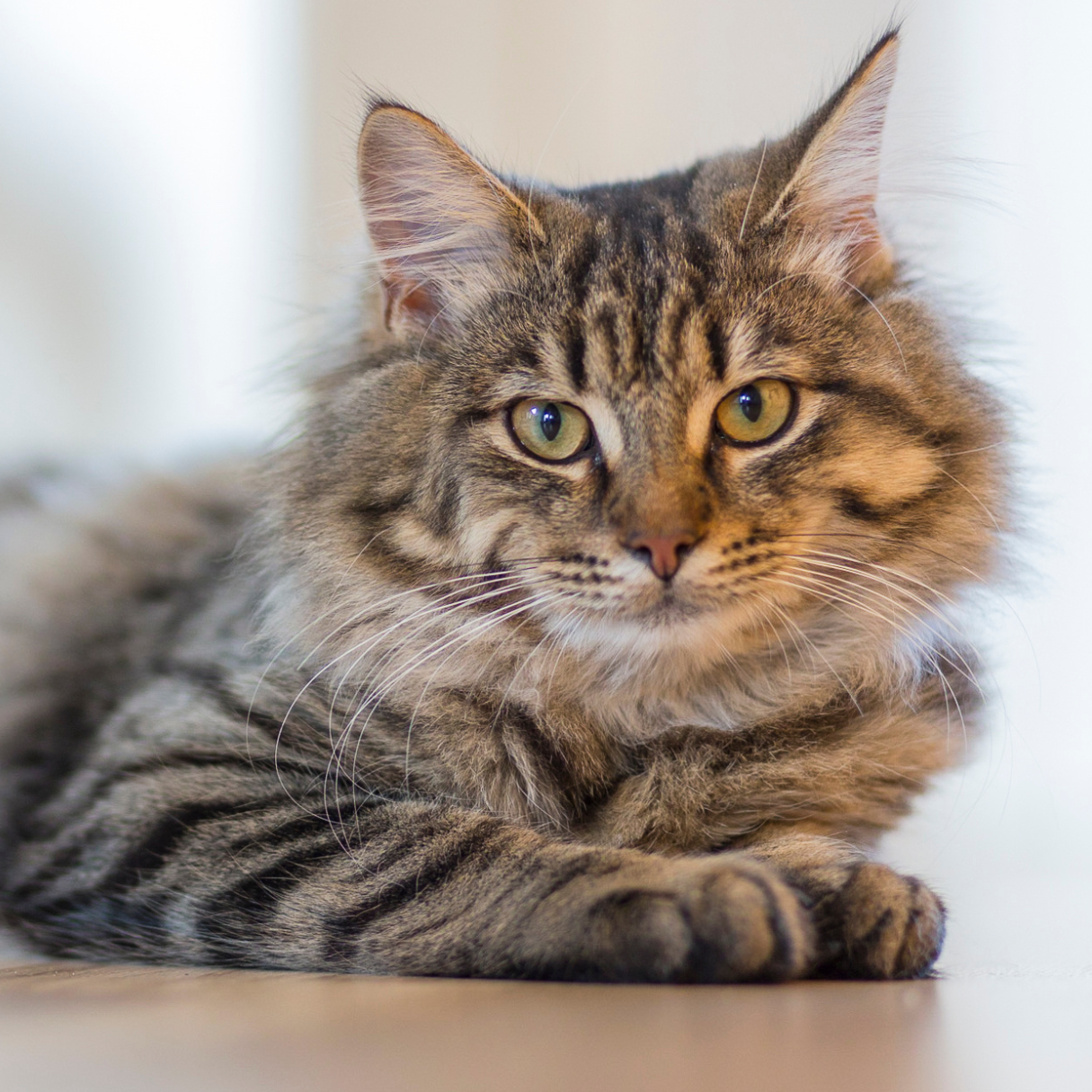 Warum Smart Trinkpfote?